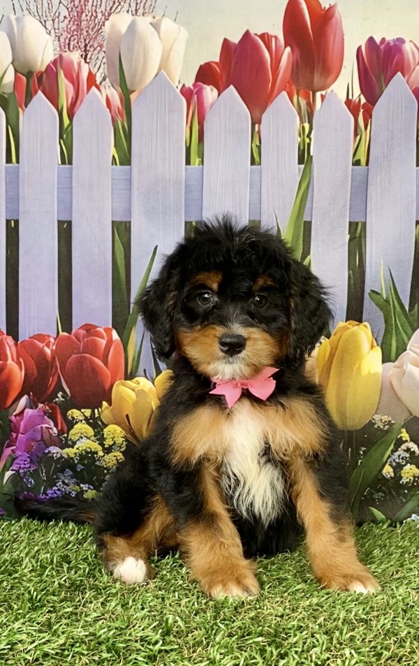 Photo of Ms. Niagara the Mini-Bernedoodle puppy