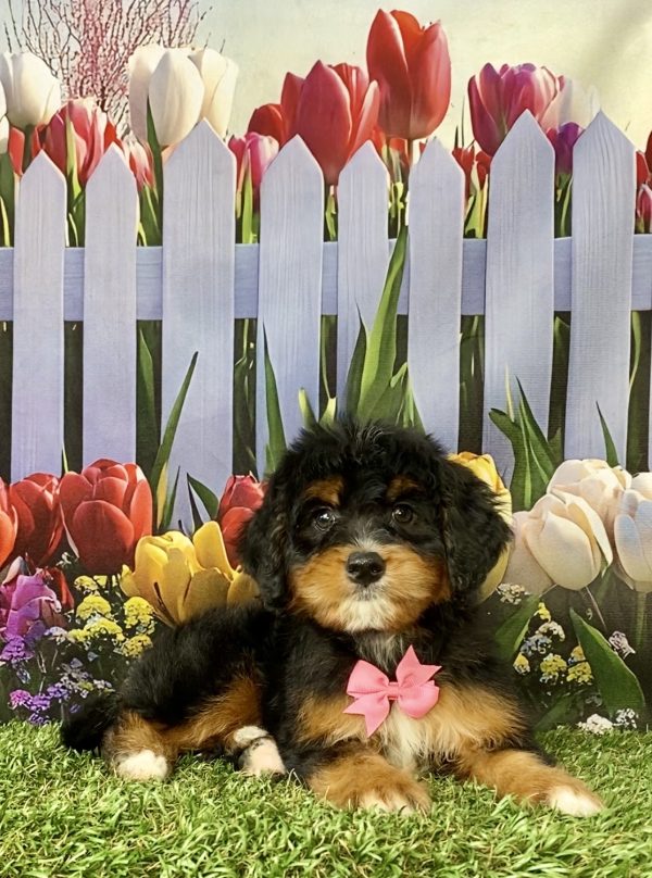 Photo of Ms. Niagara the Mini-Bernedoodle puppy