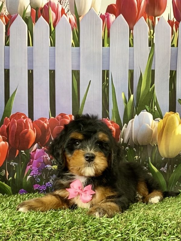 Photo of Ms. Nicole the Mini-Bernedoodle puppy