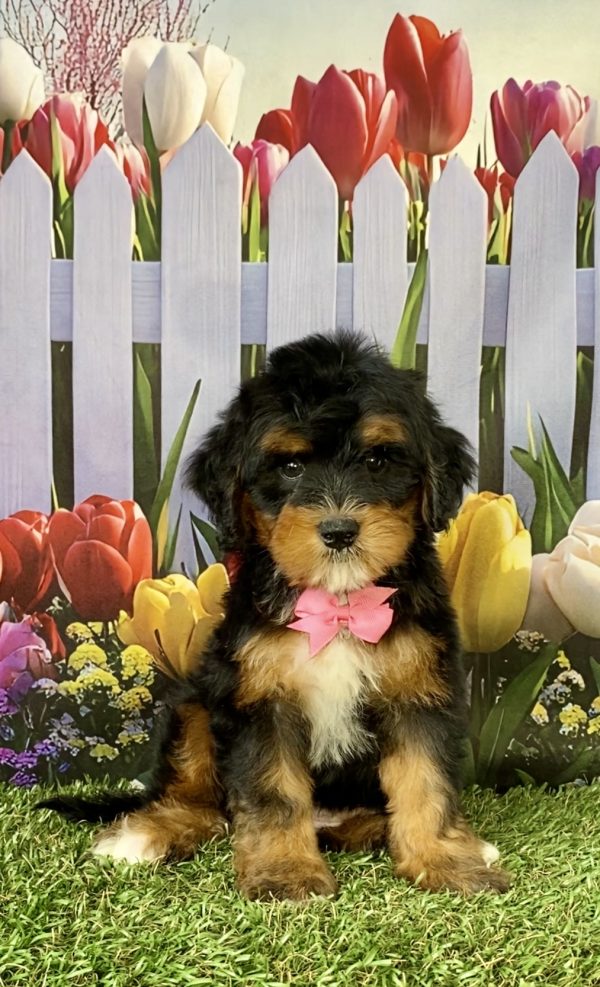 Photo of Ms. Nicole the Mini-Bernedoodle puppy