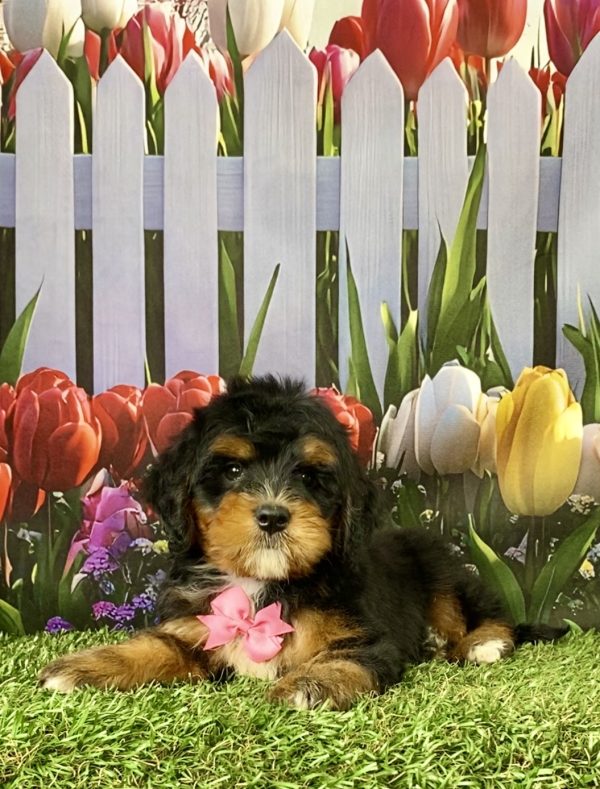 Photo of Ms. Nicole the Mini-Bernedoodle puppy