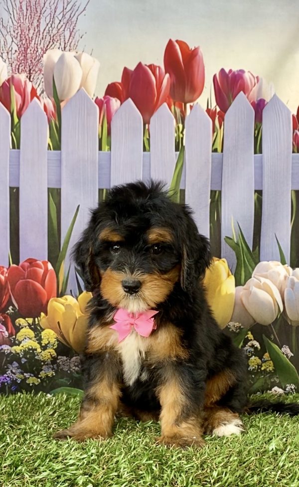 Photo of Ms. Nicole the Mini-Bernedoodle puppy