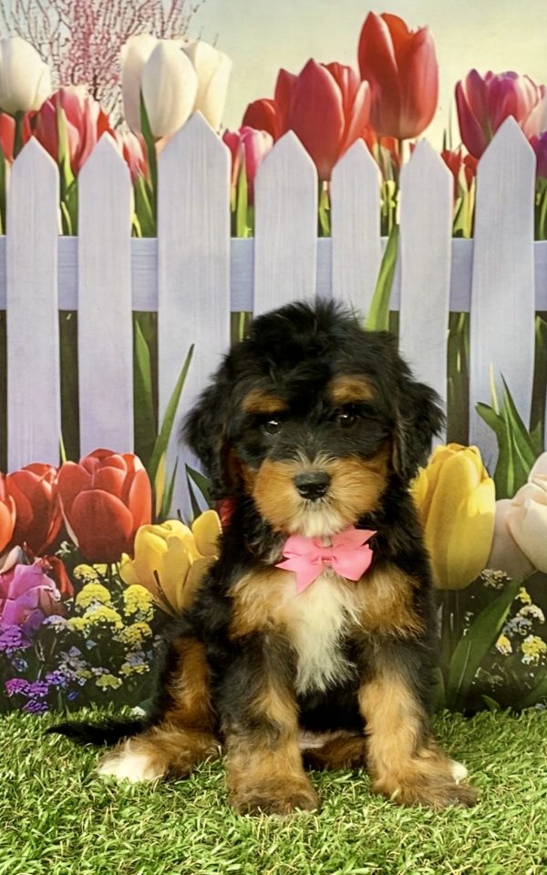 Ms. Nicole the  Mini-Bernedoodle puppy