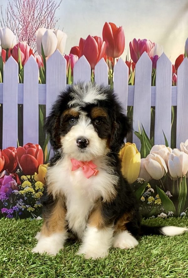 Ms. Nita the  Mini-Bernedoodle puppy
