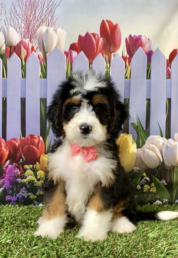 Photo of Ms. Nita the Mini-Bernedoodle puppy