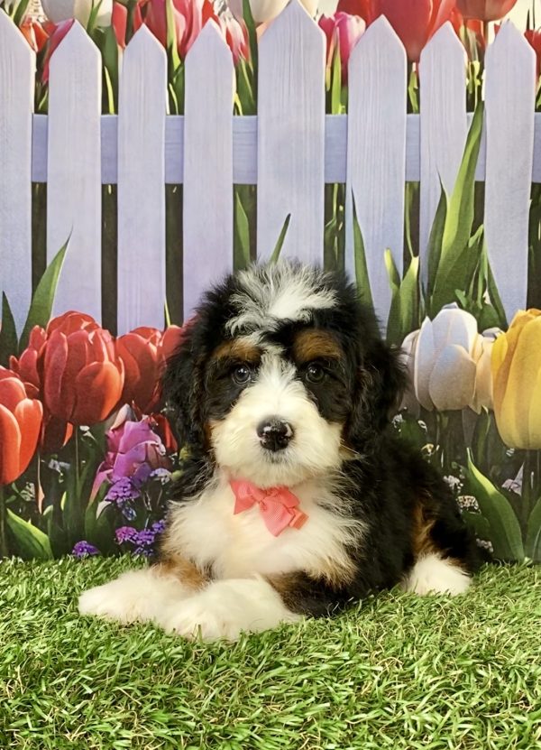 Photo of Ms. Nita the Mini-Bernedoodle puppy