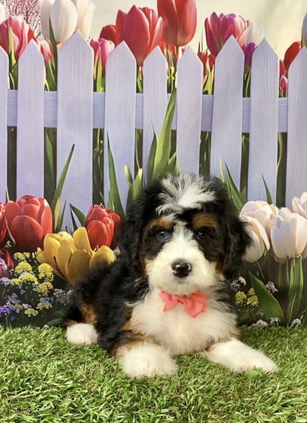 Photo of Ms. Nita the Mini-Bernedoodle puppy