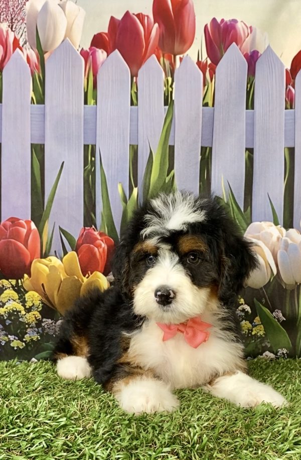 Photo of Ms. Nita the Mini-Bernedoodle puppy