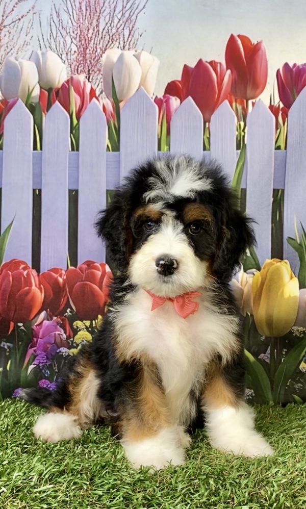 Photo of Ms. Nita the Mini-Bernedoodle puppy