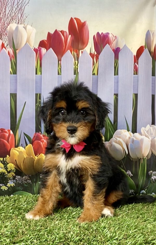 Photo of Ms. Nola the Mini-Bernedoodle puppy
