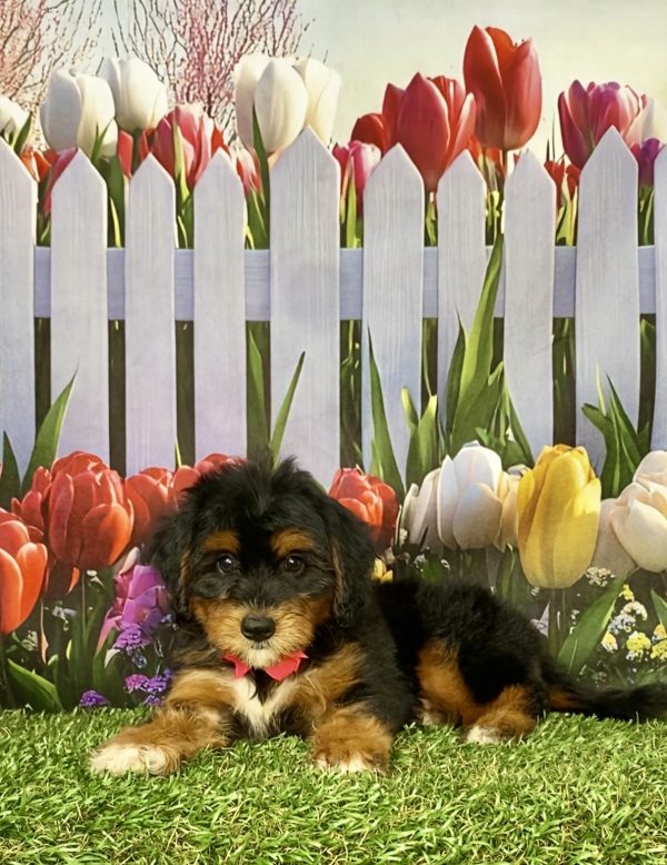 Photo of Ms. Nola the Mini-Bernedoodle puppy
