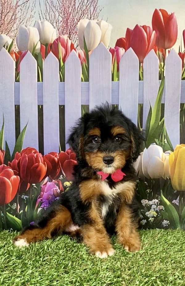 Photo of Ms. Nola the Mini-Bernedoodle puppy