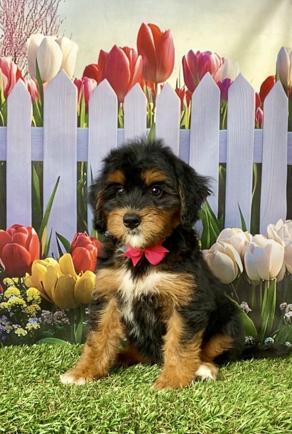 Ms. Nola the  Mini-Bernedoodle puppy