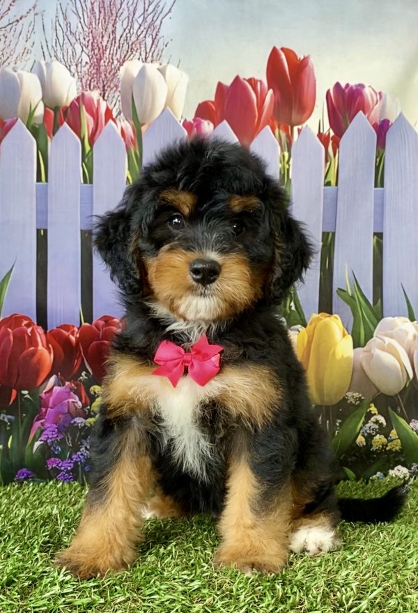 Ms. Nyla the  Mini-Bernedoodle puppy