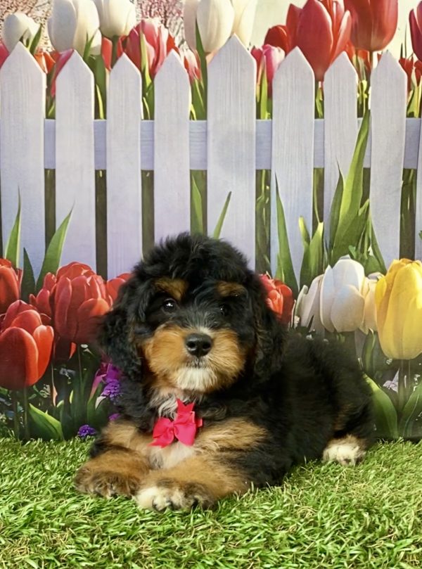 Photo of Ms. Nyla the Mini-Bernedoodle puppy