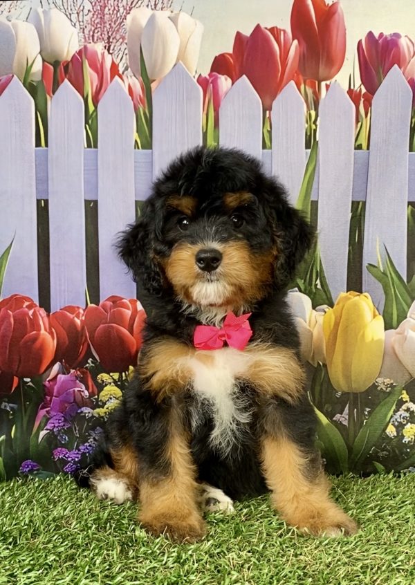 Photo of Ms. Nyla the Mini-Bernedoodle puppy