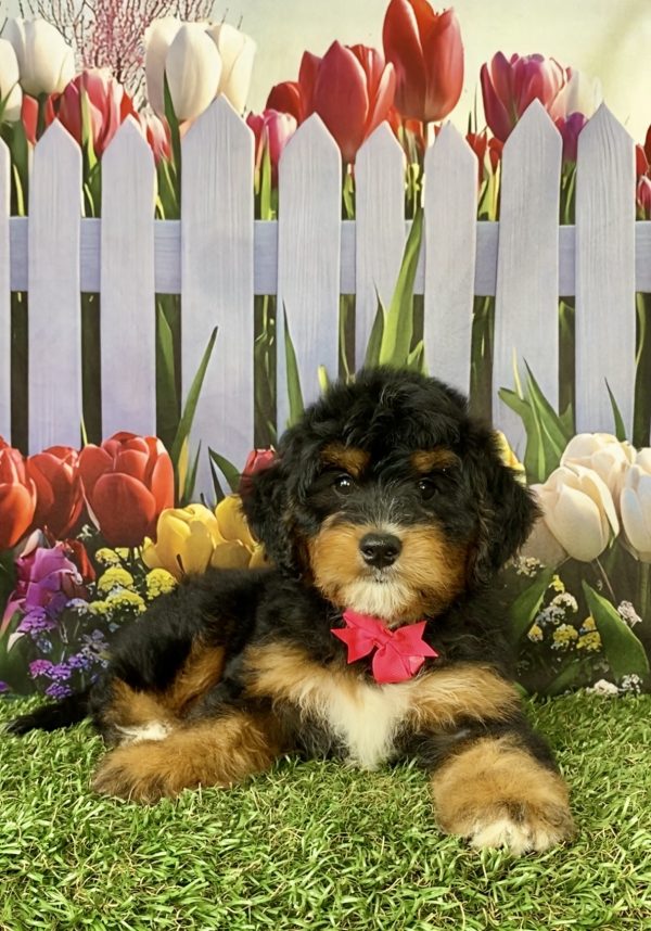 Photo of Ms. Nyla the Mini-Bernedoodle puppy