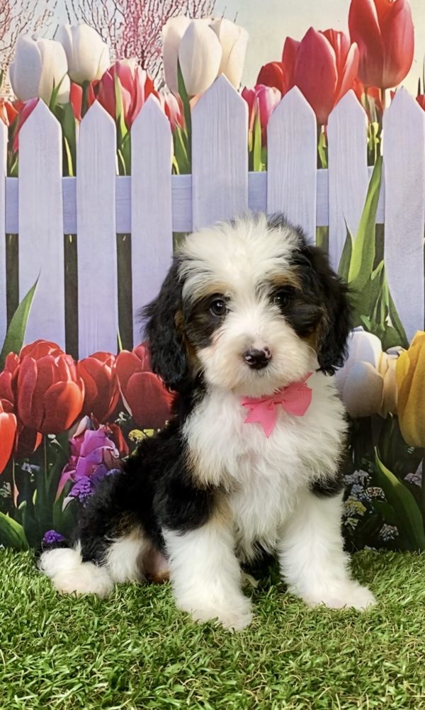 Ms. Pansy the F1B Mini-Bernedoodle puppy