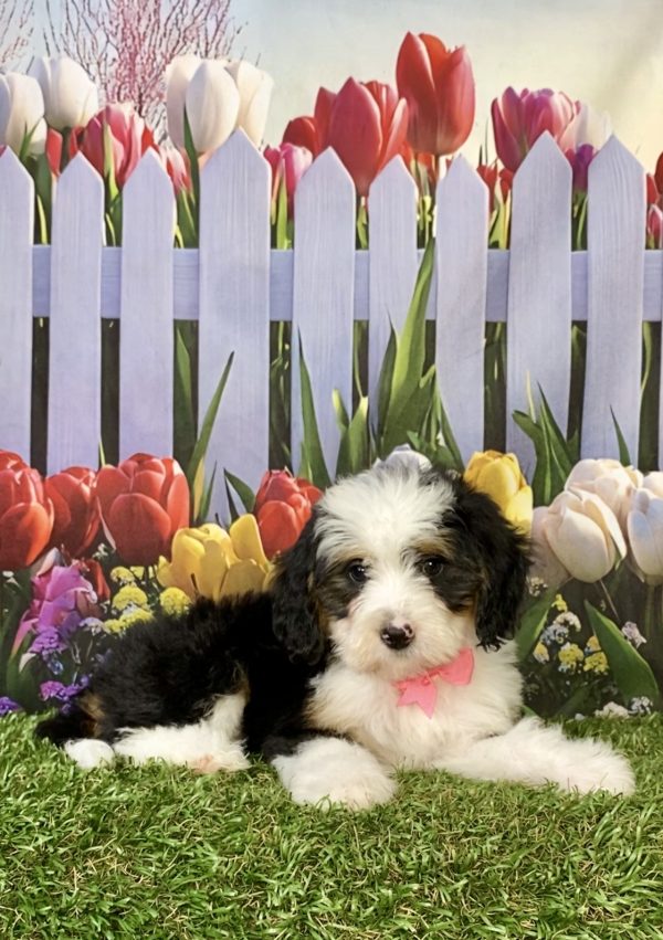 Photo of Ms. Pansy the F1B Mini-Bernedoodle puppy