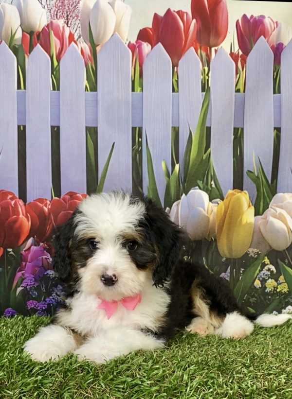 Photo of Ms. Pansy the F1B Mini-Bernedoodle puppy