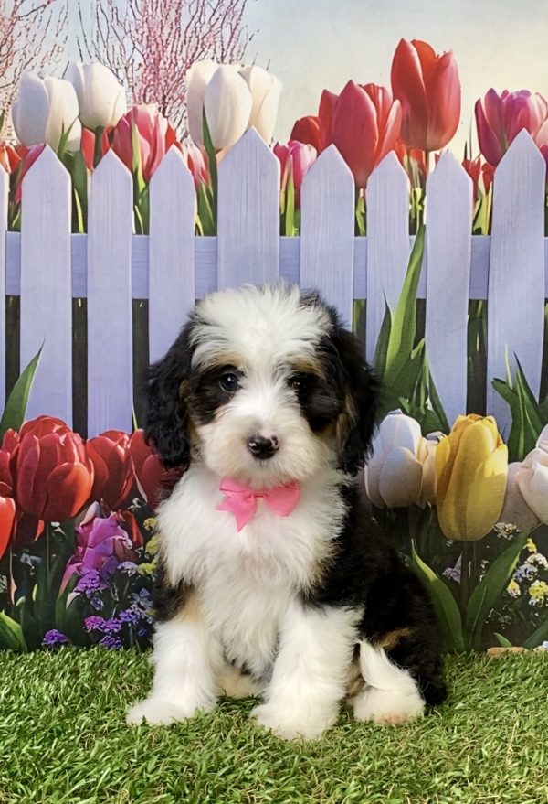 Photo of Ms. Pansy the F1B Mini-Bernedoodle puppy