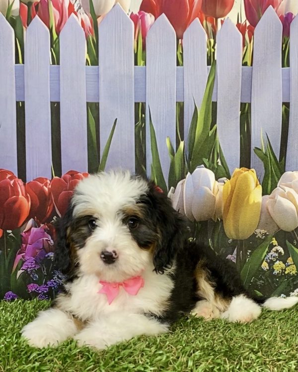 Photo of Ms. Pansy the F1B Mini-Bernedoodle puppy