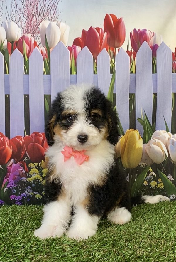 Ms. Pebbles the F1B Mini-Bernedoodle puppy