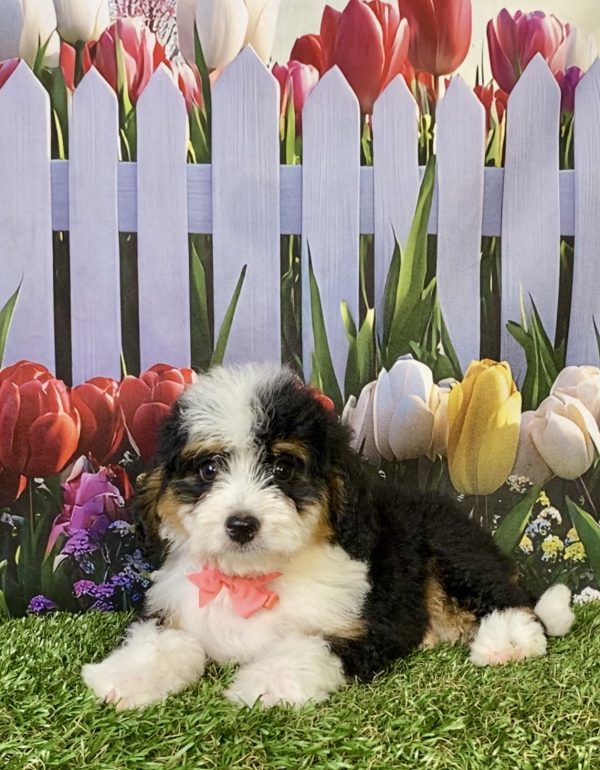 Photo of Ms. Pebbles the F1B Mini-Bernedoodle puppy