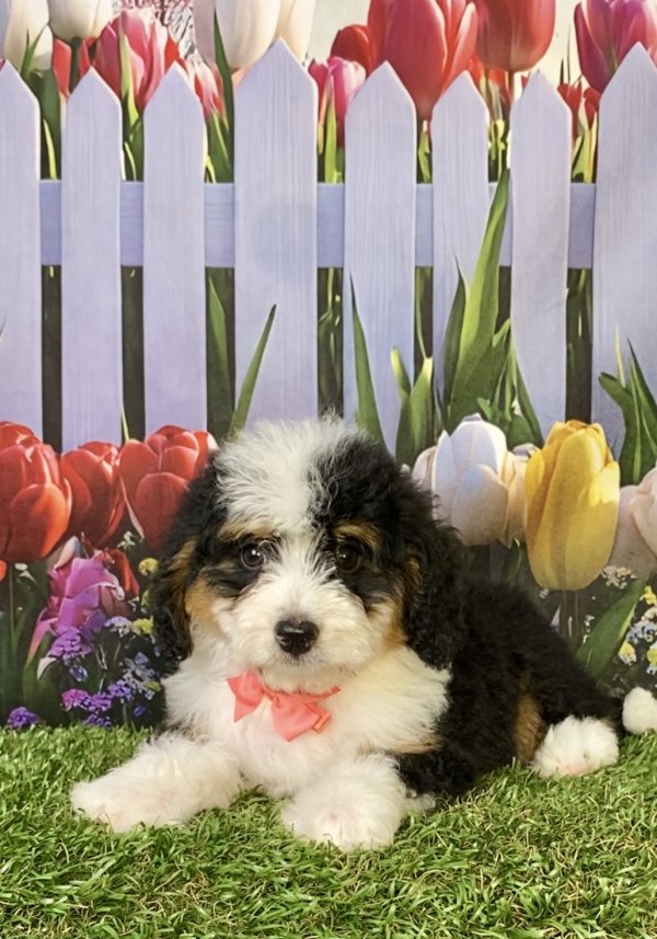 Photo of Ms. Pebbles the F1B Mini-Bernedoodle puppy