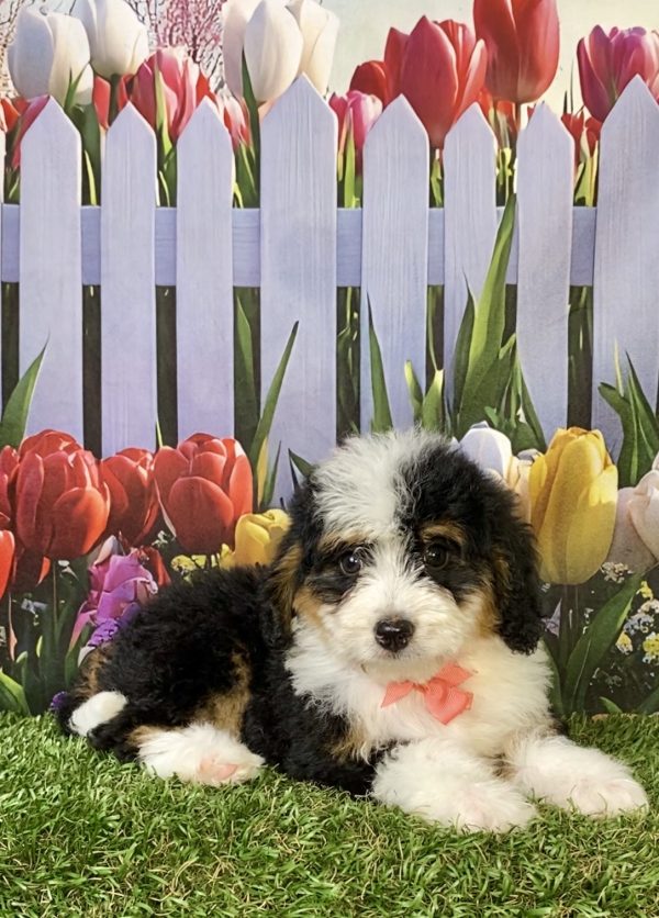 Photo of Ms. Pebbles the F1B Mini-Bernedoodle puppy
