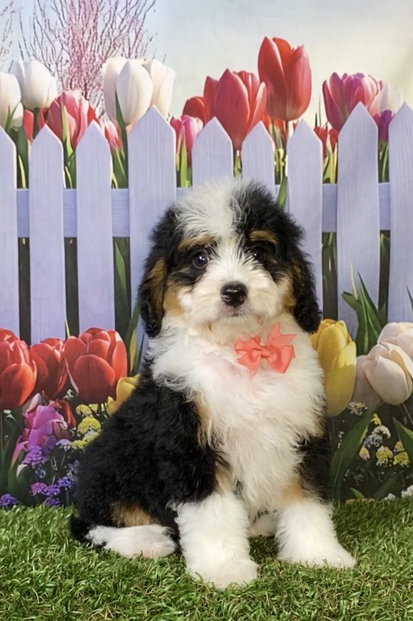 Photo of Ms. Pebbles the F1B Mini-Bernedoodle puppy