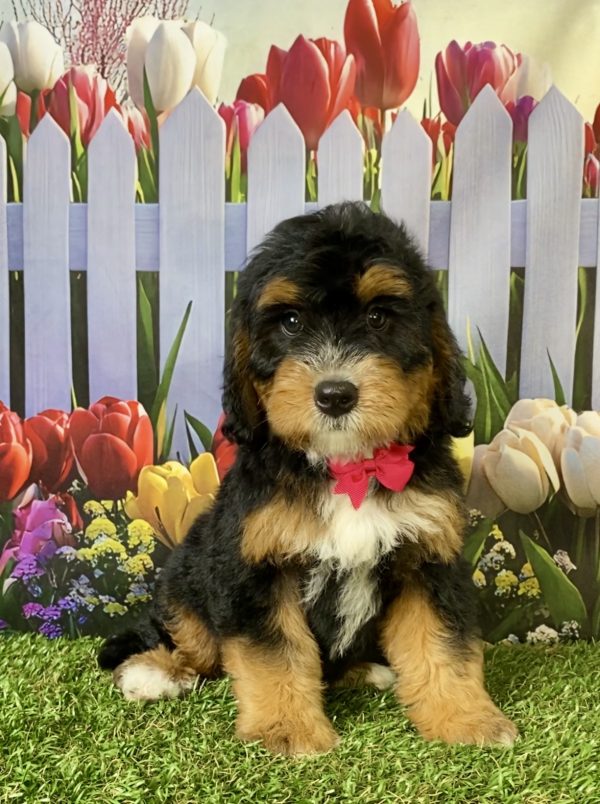 Ms. Poppy the F1B Mini-Bernedoodle puppy