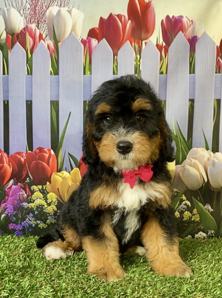 Photo of Ms. Poppy the F1B Mini-Bernedoodle puppy