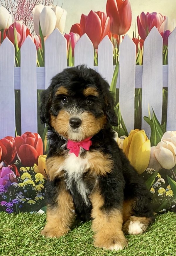 Photo of Ms. Poppy the F1B Mini-Bernedoodle puppy