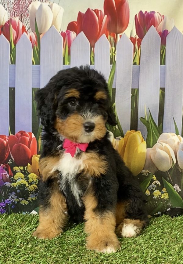 Photo of Ms. Poppy the F1B Mini-Bernedoodle puppy