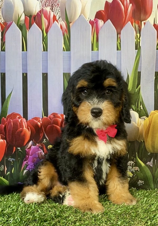 Photo of Ms. Poppy the F1B Mini-Bernedoodle puppy