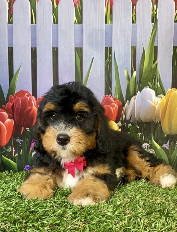 Photo of Ms. Poppy the F1B Mini-Bernedoodle puppy