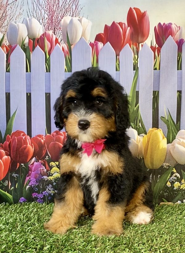 Photo of Ms. Poppy the F1B Mini-Bernedoodle puppy