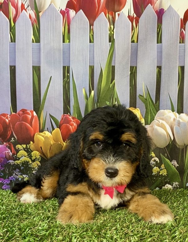 Photo of Ms. Poppy the F1B Mini-Bernedoodle puppy