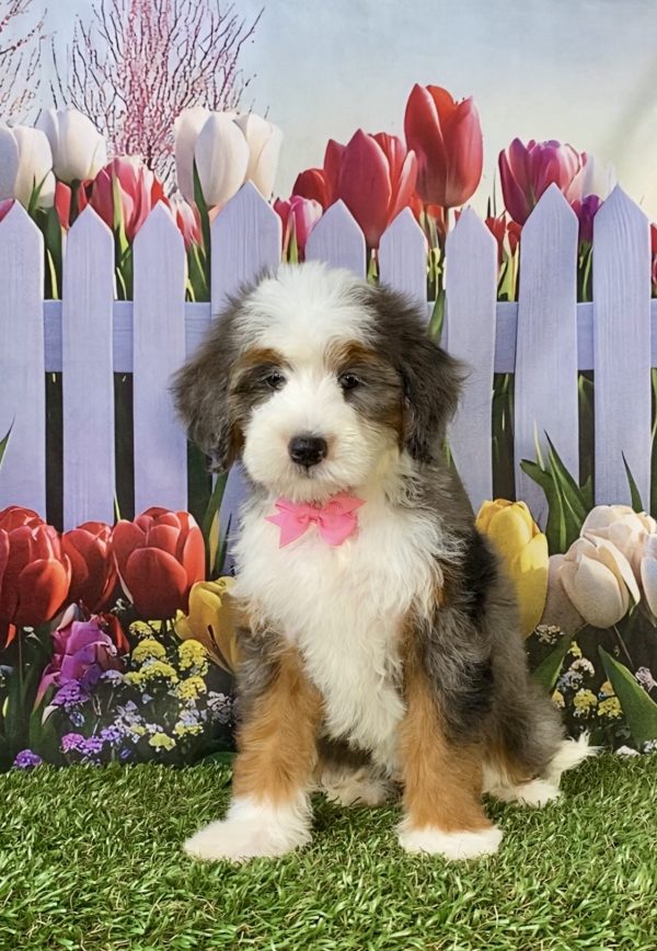Ms. Rita the F2 Mini-Bernedoodle puppy