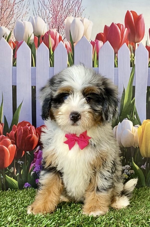 Ms. Rose the F2 Mini-Bernedoodle puppy