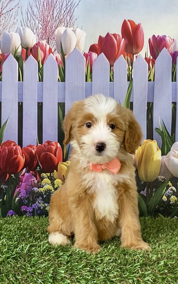 Ms. Sadie the F2 Mini-Bernedoodle puppy