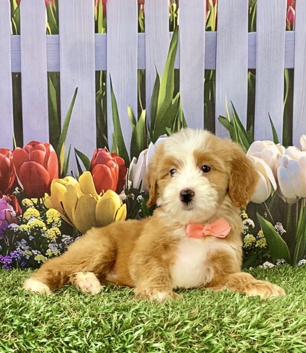 Photo of Ms. Sadie the F2 Mini-Bernedoodle puppy