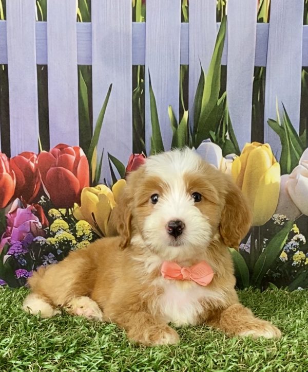 Photo of Ms. Sadie the F2 Mini-Bernedoodle puppy