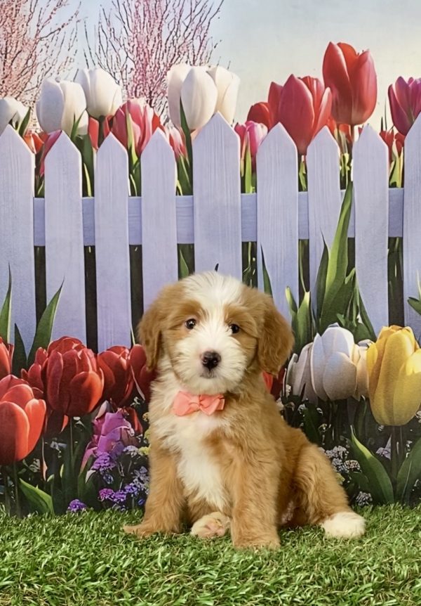 Photo of Ms. Sadie the F2 Mini-Bernedoodle puppy
