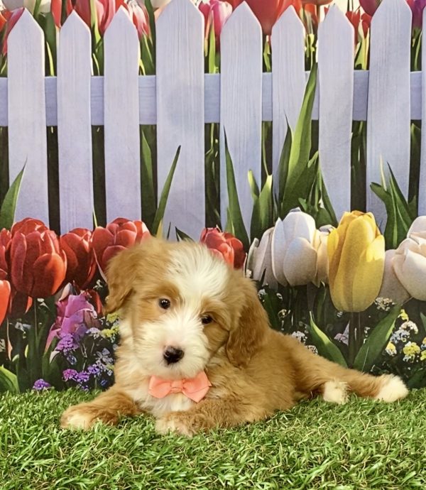 Photo of Ms. Sadie the F2 Mini-Bernedoodle puppy