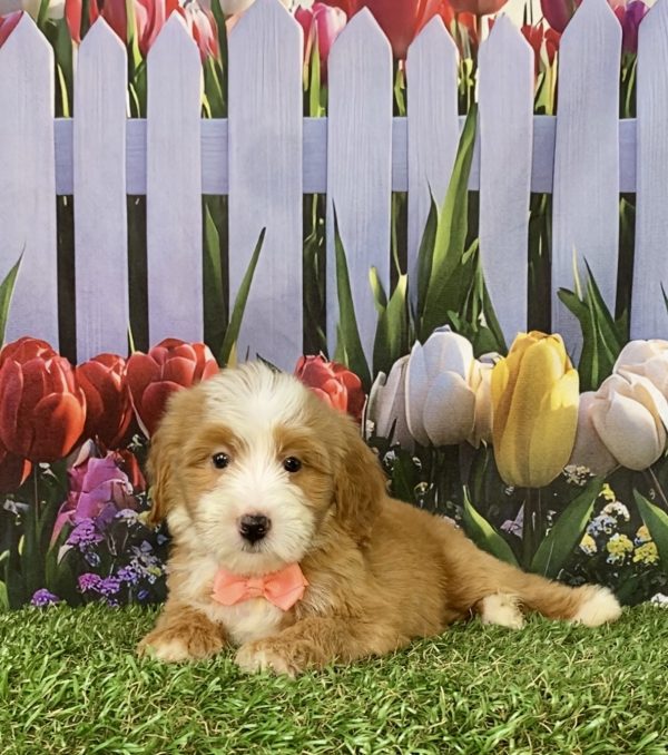 Photo of Ms. Sadie the F2 Mini-Bernedoodle puppy