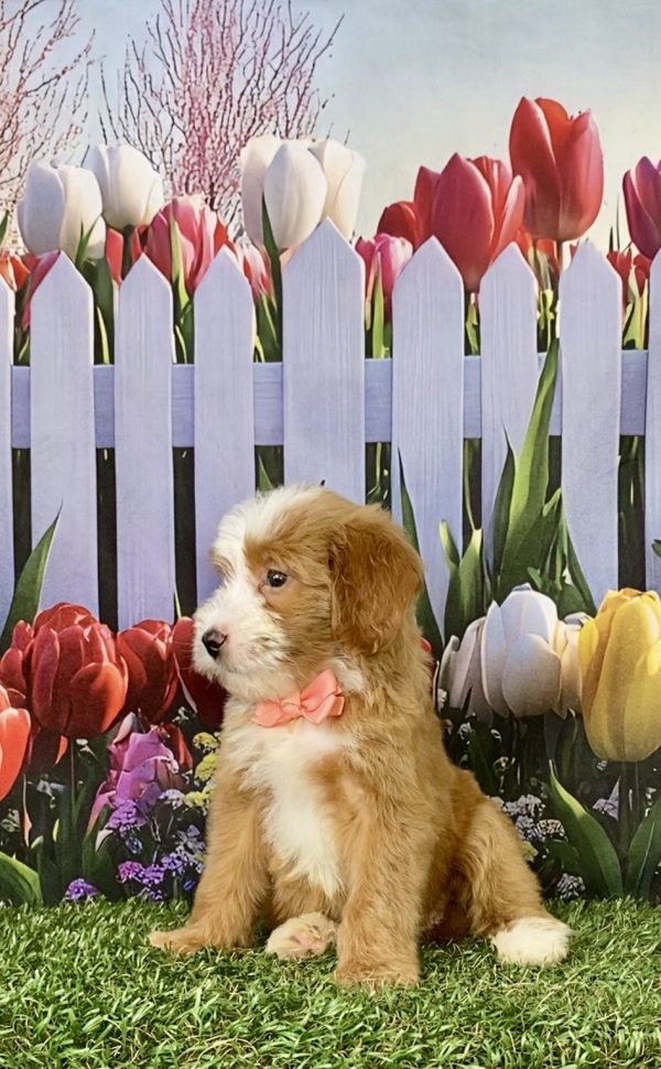 Photo of Ms. Sadie the F2 Mini-Bernedoodle puppy
