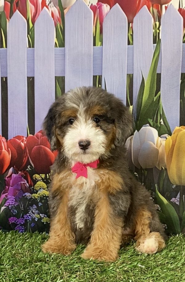 Ms. Shelly the F2 Mini-Bernedoodle puppy