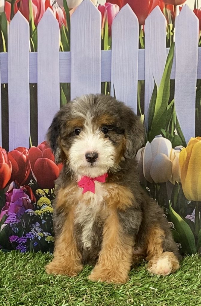 Photo of Ms. Shelly the F2 Mini-Bernedoodle puppy